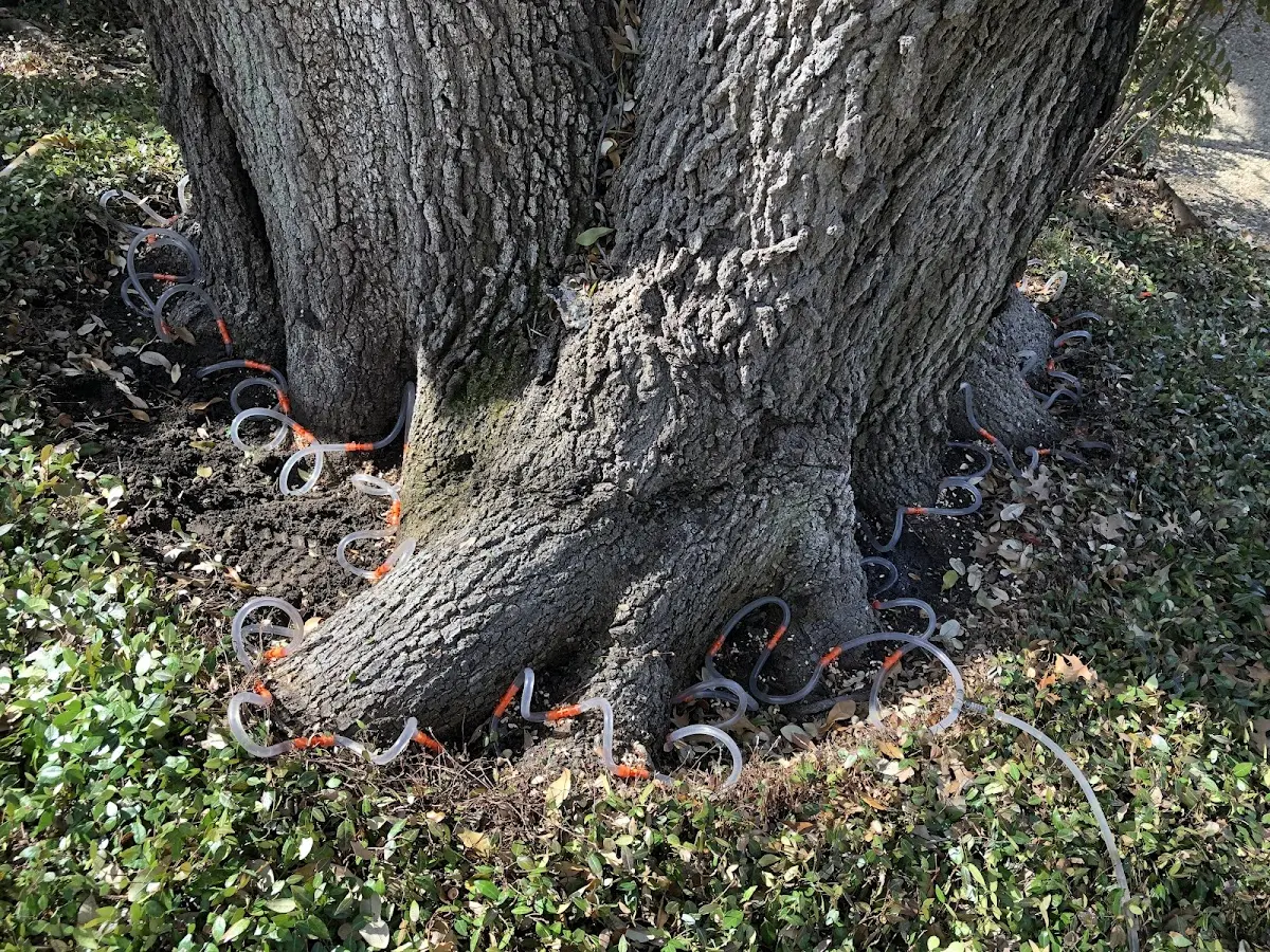 Detailed Tree Cabling and Bracing job site in Mellwood