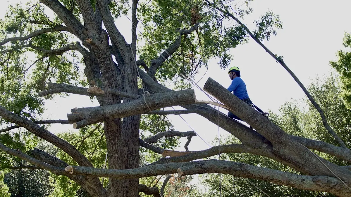 Professional Hazardous Tree Removal performed by certified arborists in Mellwood